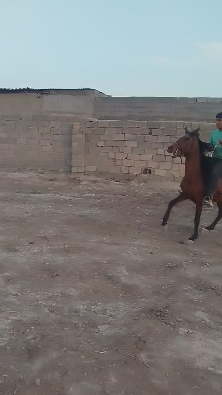 اسب نریون دره شور|اسب و تجهیزات اسب‌سواری|کهریزک, |دیوار