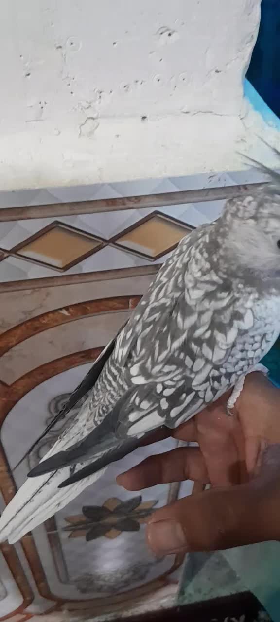 عروس هلندی ایزابلا دستی|پرنده|رامشیر, |دیوار