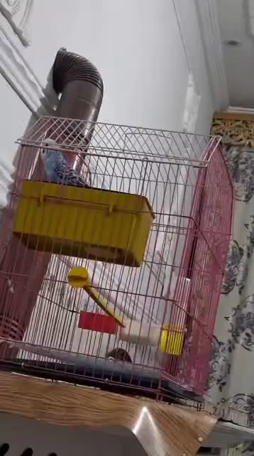 مرغ عشق|پرنده|ایرانشهر, |دیوار