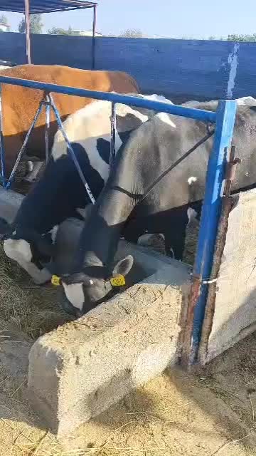 فروش‌۲۵‌راس‌تلیسه‌شیری|حیوانات مزرعه|سیرجان, |دیوار