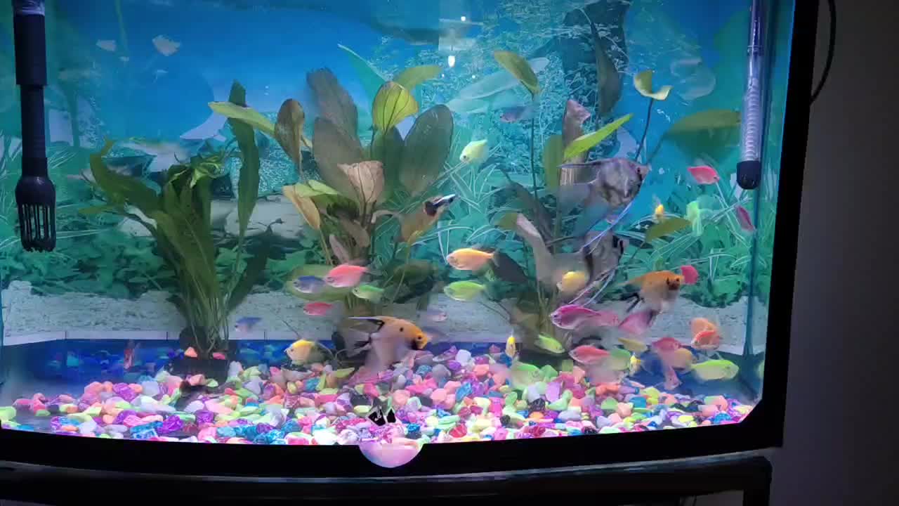 ماهی کالر|ماهی|ارومیه, |دیوار