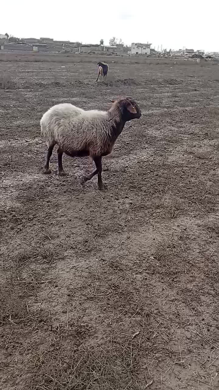 گوسفندافشاری ابستن|حیوانات مزرعه|انبارآلوم, |دیوار