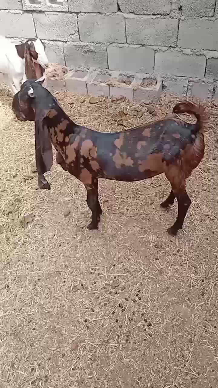 سلام ۲تاگیسه پتیری اصل به فروش می رود|حیوانات مزرعه|کهنوج, |دیوار