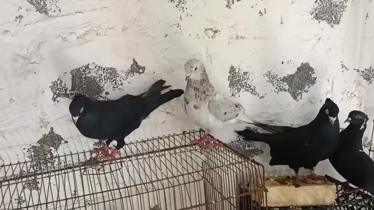 کبوتر|پرنده|دهدشت, |دیوار