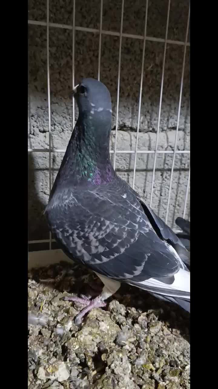 کبوتر آلمانی کیلومتری اصل|پرنده|بمپور, |دیوار