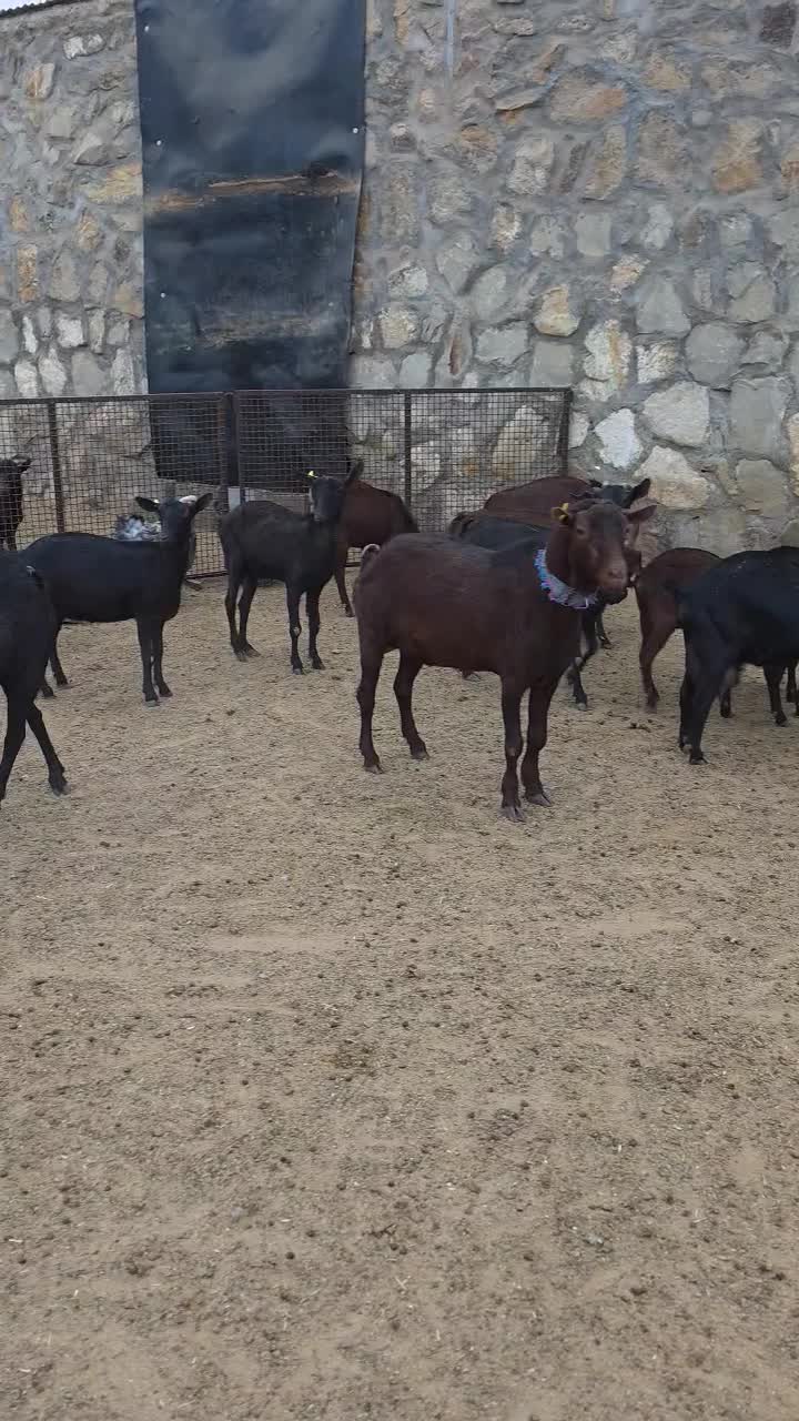 نر بز مورسیا|حیوانات مزرعه|سمنان, |دیوار