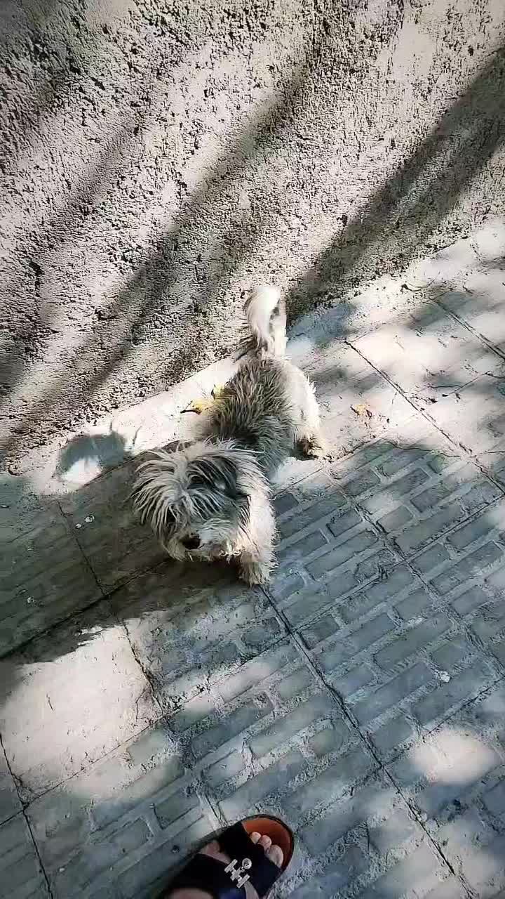 سگ خراجی و خروس|سگ|جیرفت, |دیوار