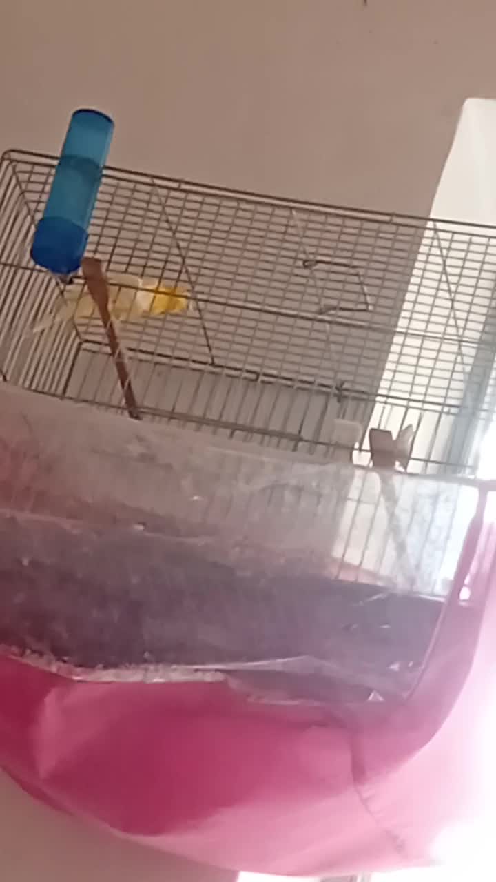 قناری مست|پرنده|آذرشهر, |دیوار