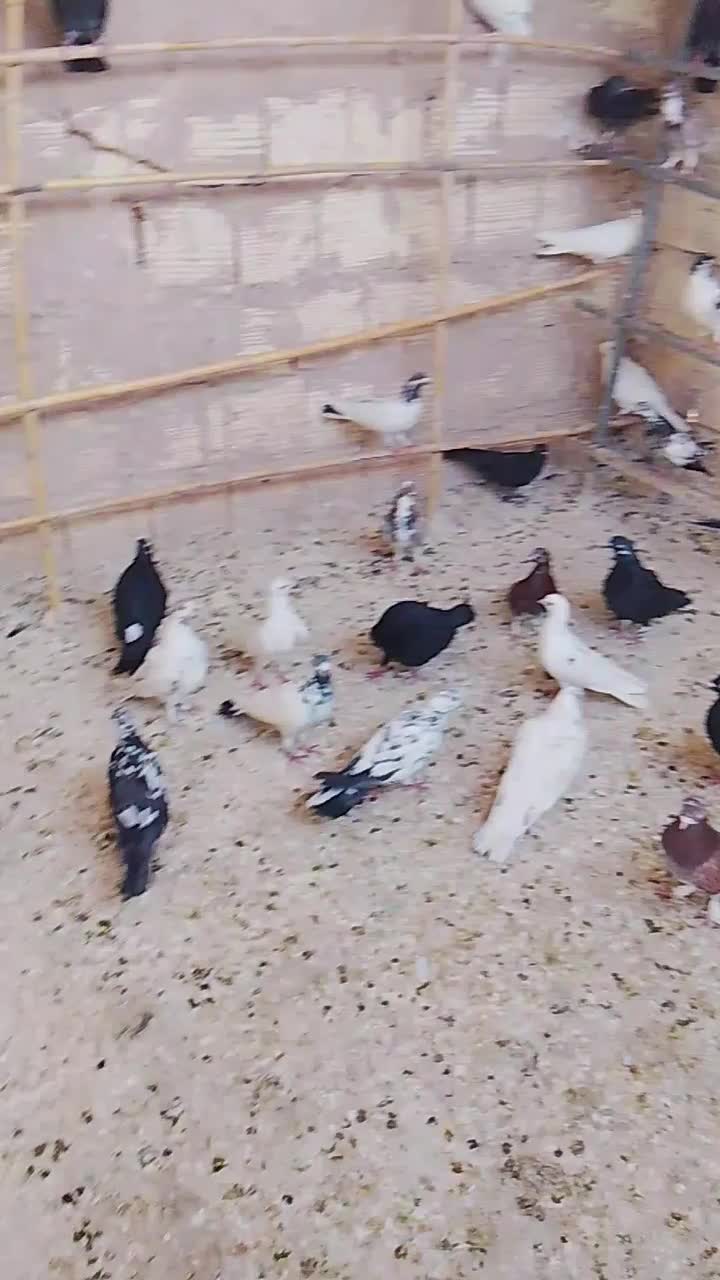 کفتر|پرنده|کهک, |دیوار