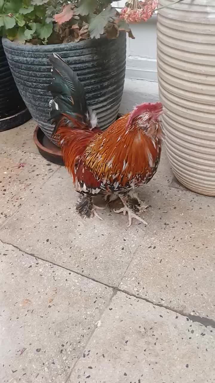 خروس مینیاتوری|حیوانات|تهران, خاک سفید|دیوار