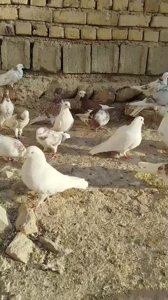 کبوتر|پرنده|تهران, مختاری|دیوار