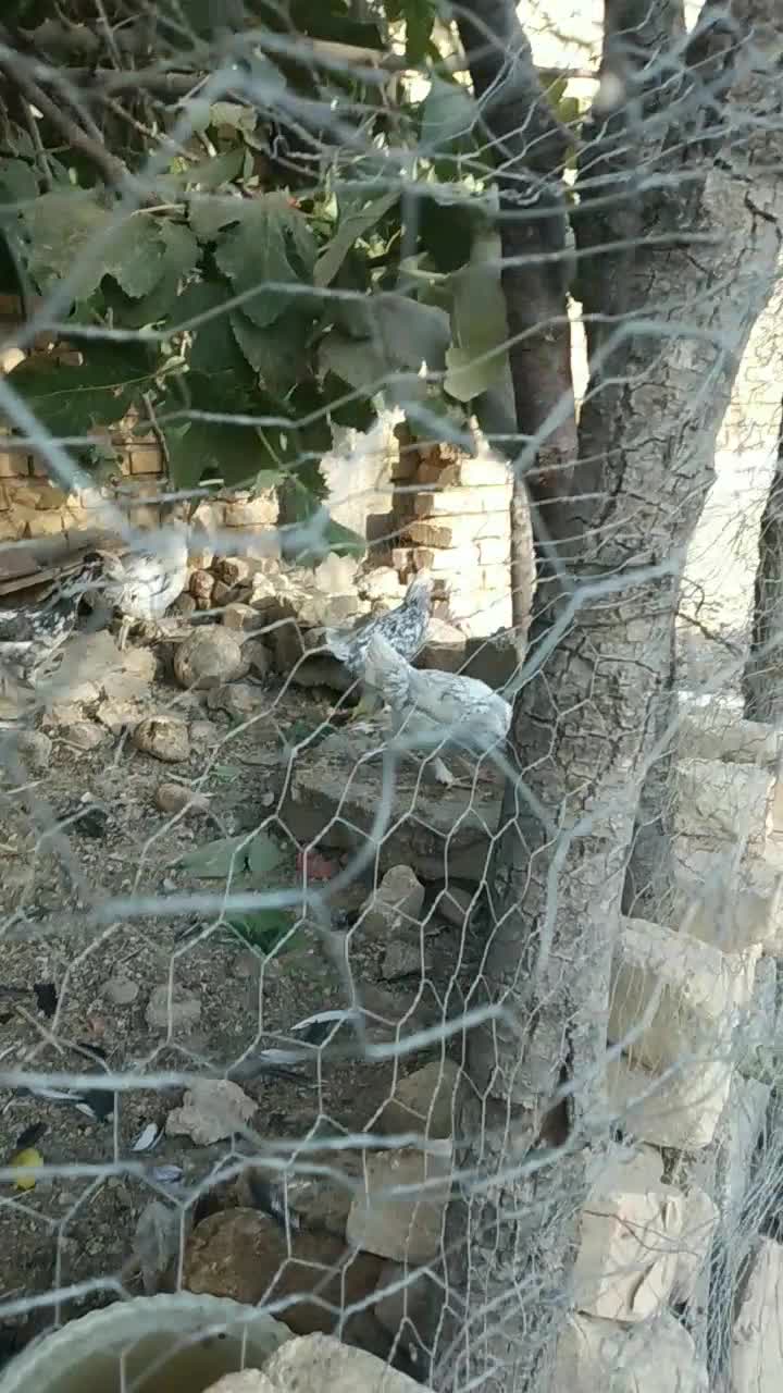 مرغ و خروس گلین اصل|حیوانات مزرعه|بیضا, |دیوار