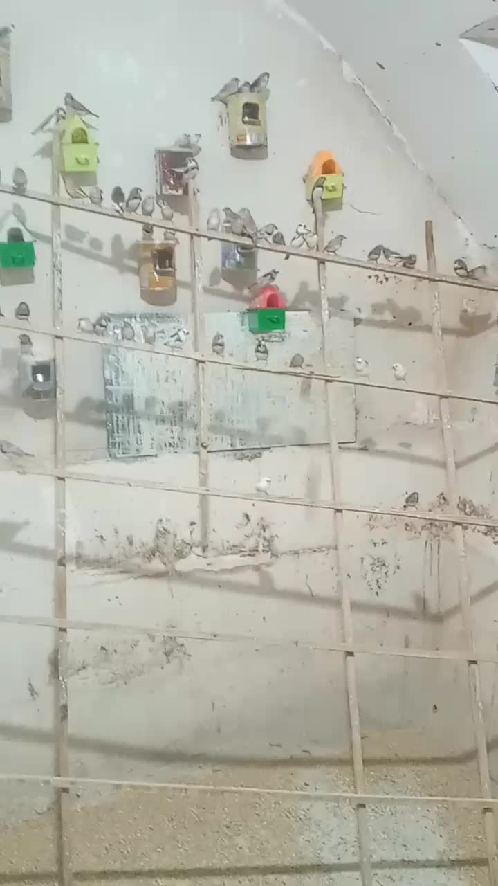 فنج فروشی|پرنده|اقبالیه, |دیوار