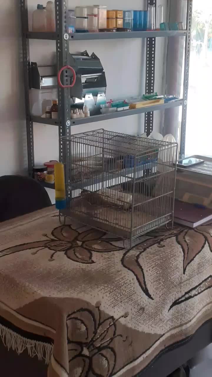 سهره خاکی مست|پرنده|شهریار, شهرک مصطفی خمینی|دیوار