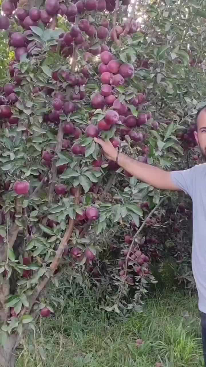 نهال/نگران/بادام/گردو|عمده‌فروشی|خلخال, |دیوار