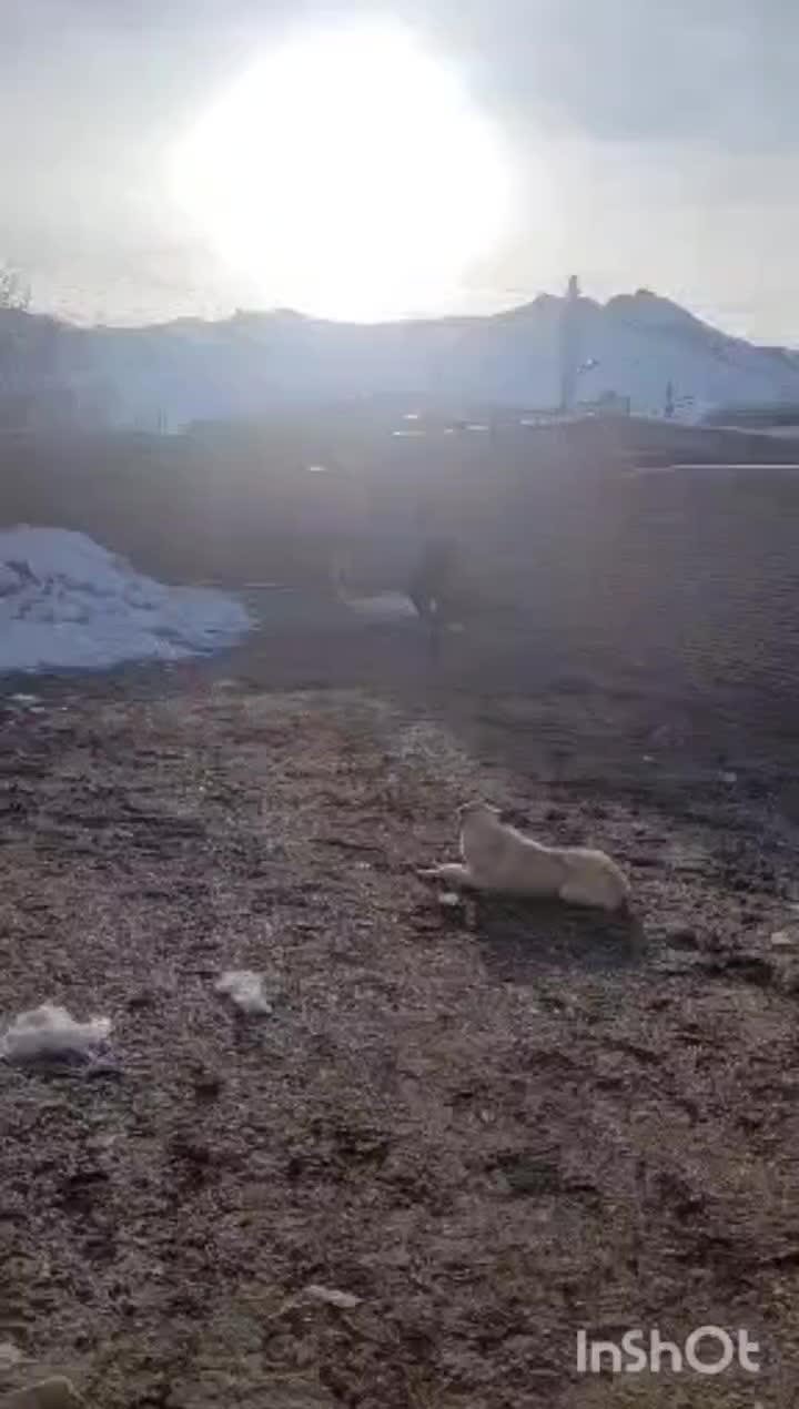 اسب|اسب و تجهیزات اسب‌سواری|کیار, |دیوار