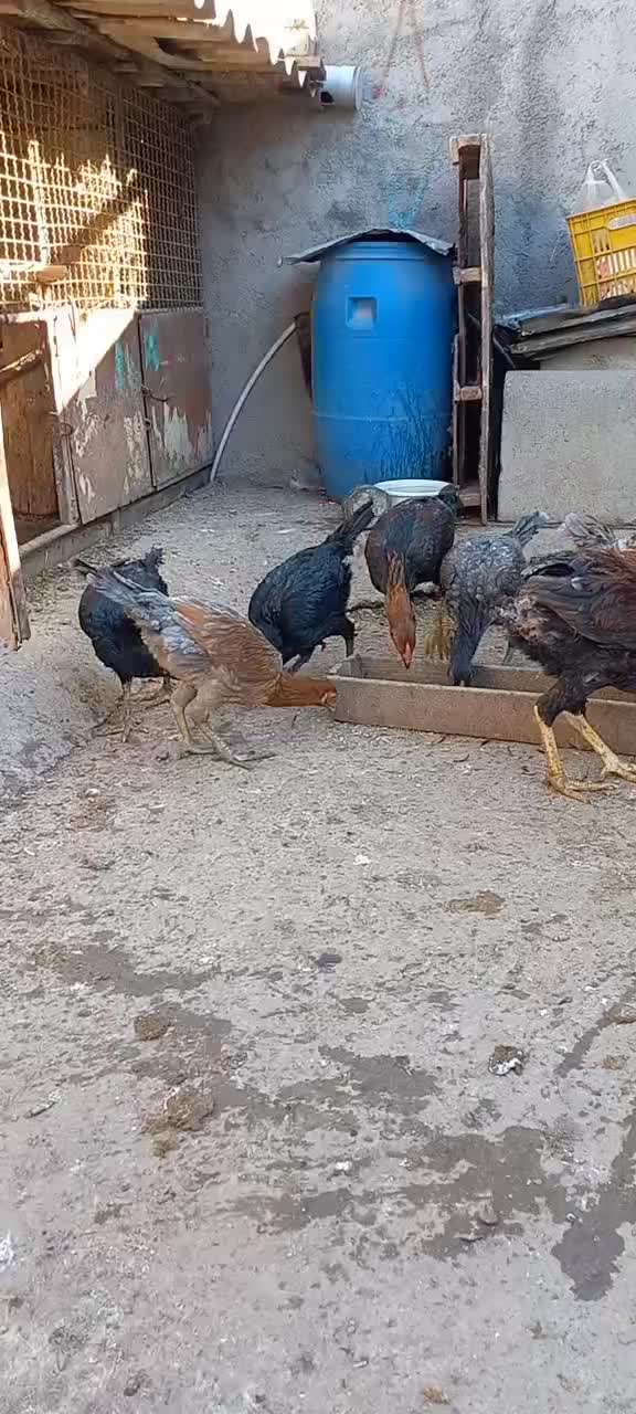 با سلام فروشی درجه‌ یک|حیوانات مزرعه|خان ببین, |دیوار