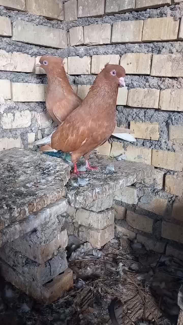 اشعل زرد|پرنده|خرمشهر, |دیوار