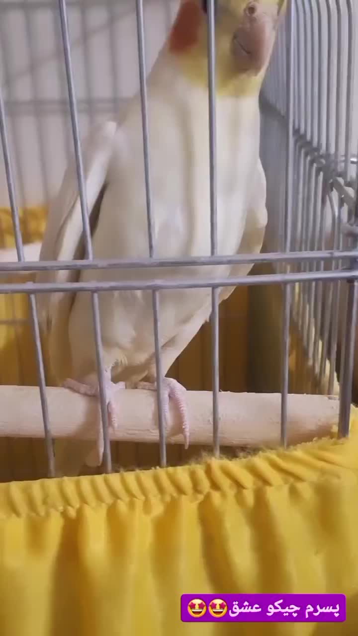 عروس هلندی لوتینو. نر.سخنگو|پرنده|شهریار, شهریار|دیوار