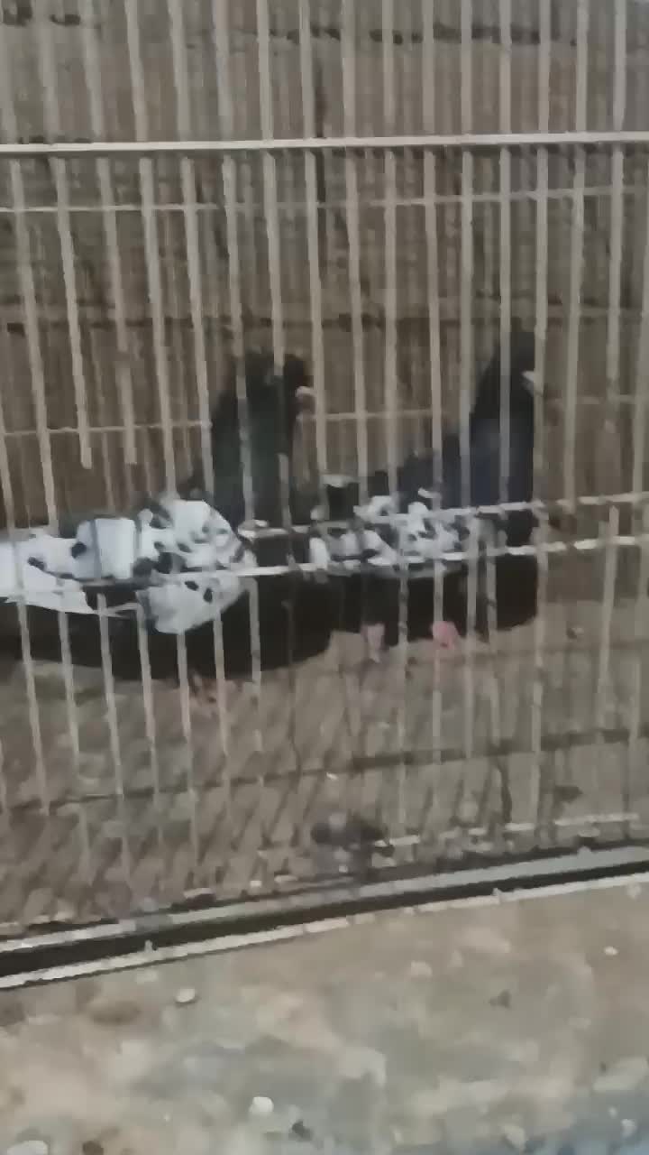 جفت سینه سیاه فروشی|پرنده|ششطراز, |دیوار