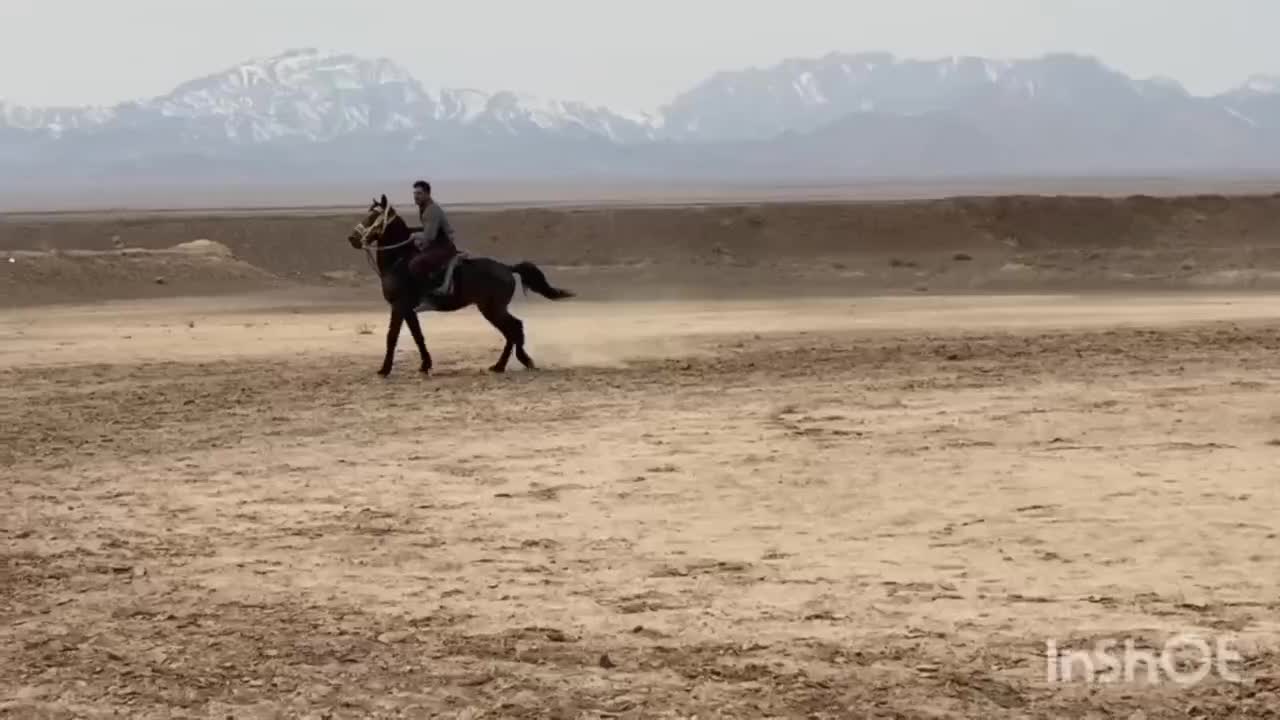 اسب|اسب و تجهیزات اسب‌سواری|بیرجند, |دیوار