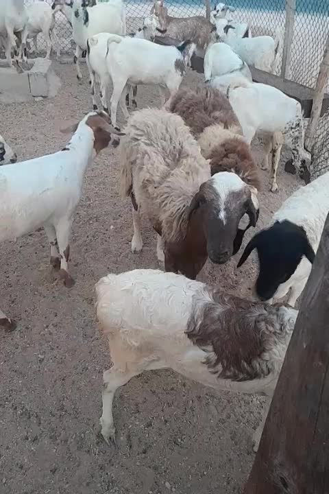 سلام دوستان نری وبره شهر|حیوانات مزرعه|قشم, |دیوار