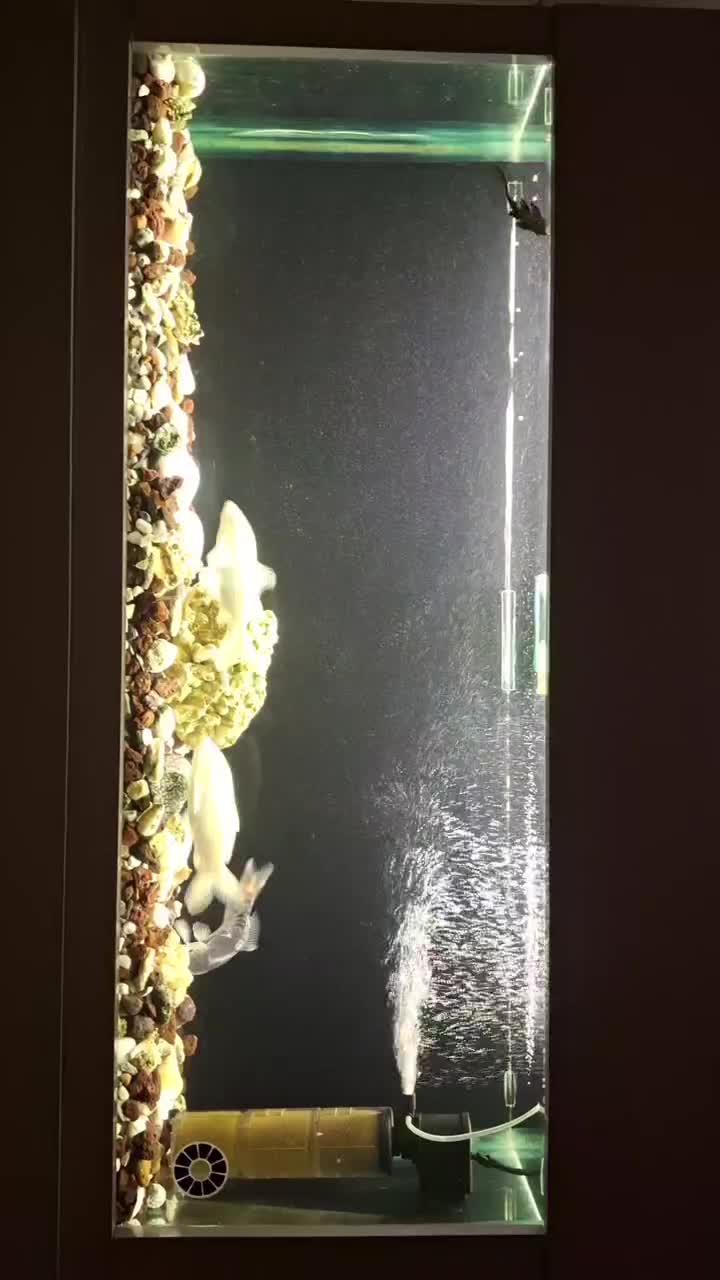 فروش آکواریم بزرگ چند کاره با تجهیزات|ماهی|رشت, کوی عرفان|دیوار