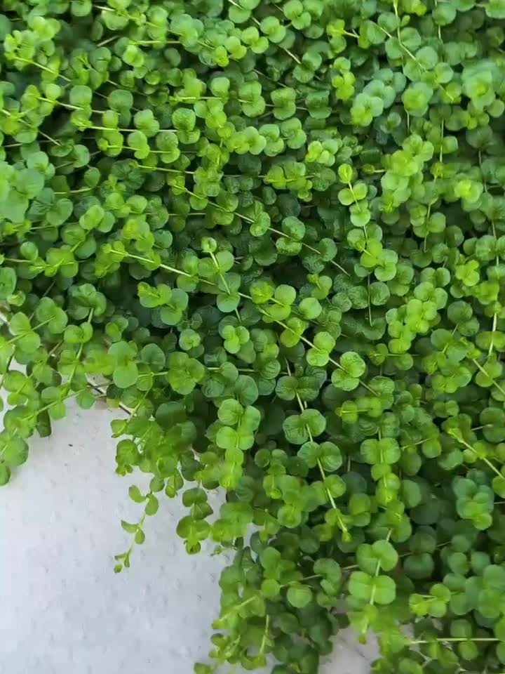 چمن لیزماکیا|گل و گیاه طبیعی|گرمدره, |دیوار