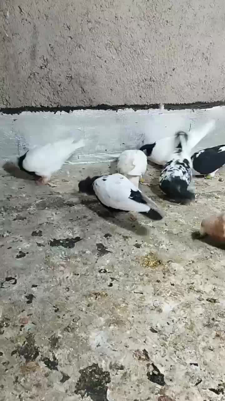 کبوتر|پرنده|تاکستان, |دیوار