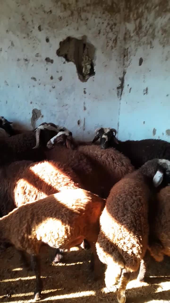 بره افشاری پروارشده|حیوانات مزرعه|بندر گز, |دیوار