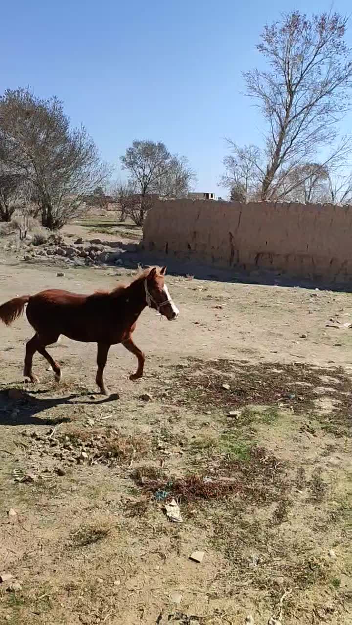 کره نره|اسب و تجهیزات اسب‌سواری|اسفرورین, |دیوار