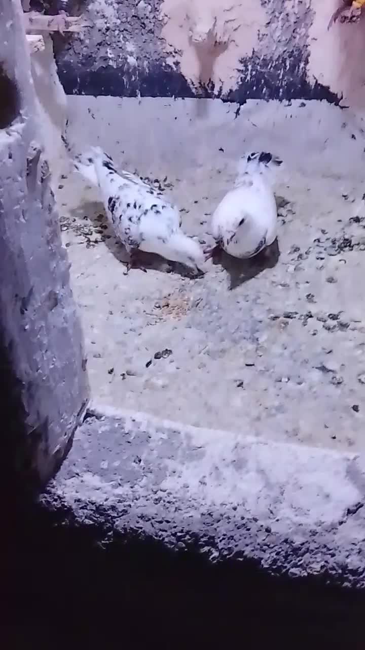 سار|پرنده|چناران, |دیوار