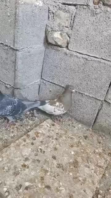 رنگی بهبهانی سینه طوقی|پرنده|شیراز, تندگویان|دیوار