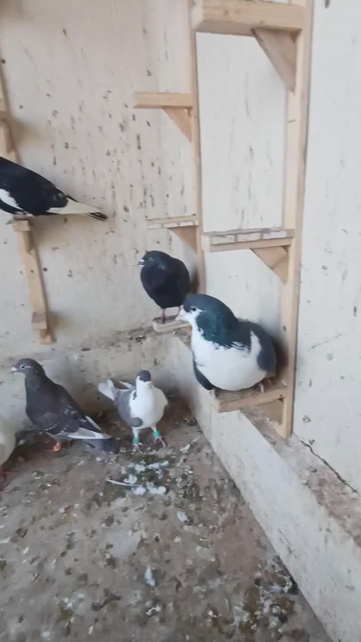 ۸تا صید قلدر|پرنده|مشهد, موسوی قوچانی|دیوار