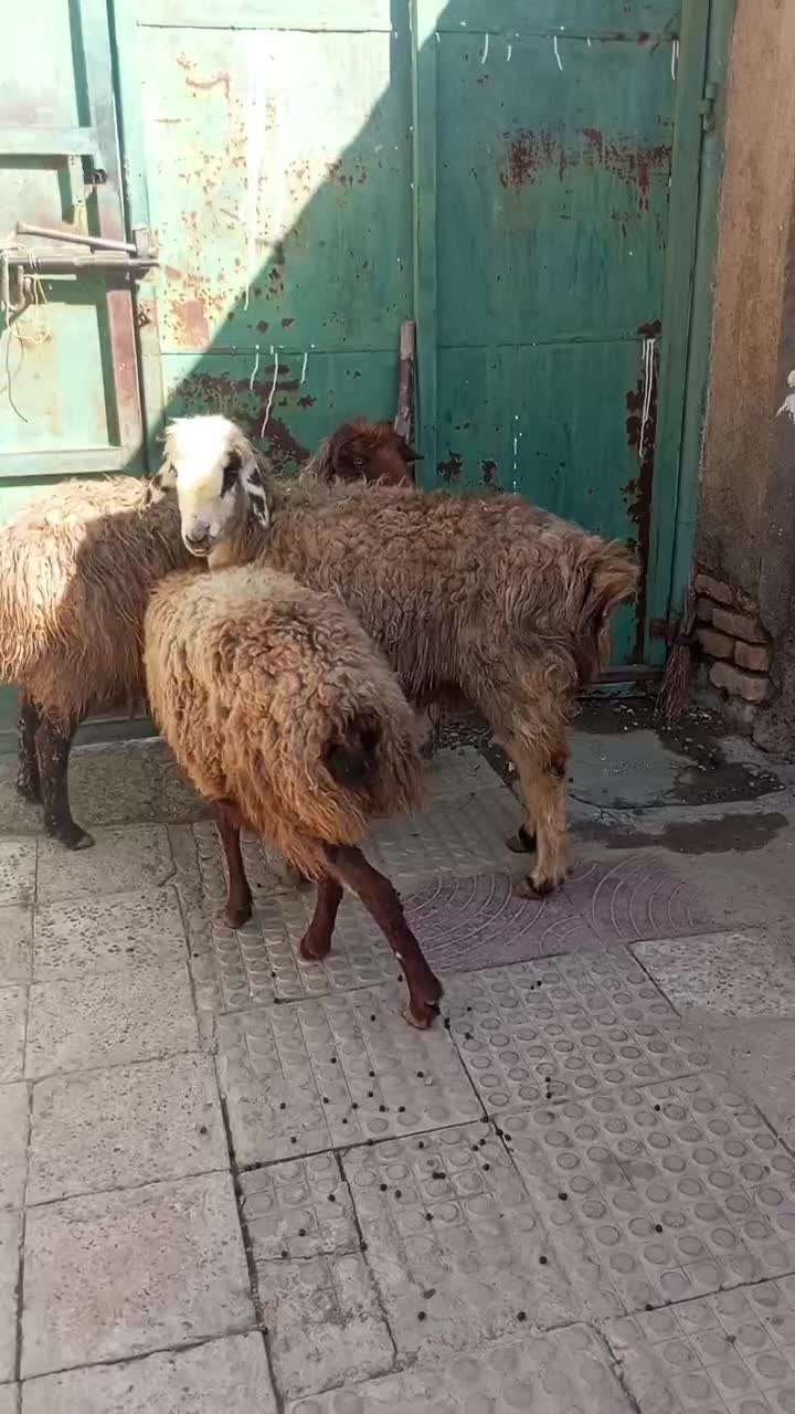 میش|حیوانات مزرعه|مشهد, ویلاشهر|دیوار