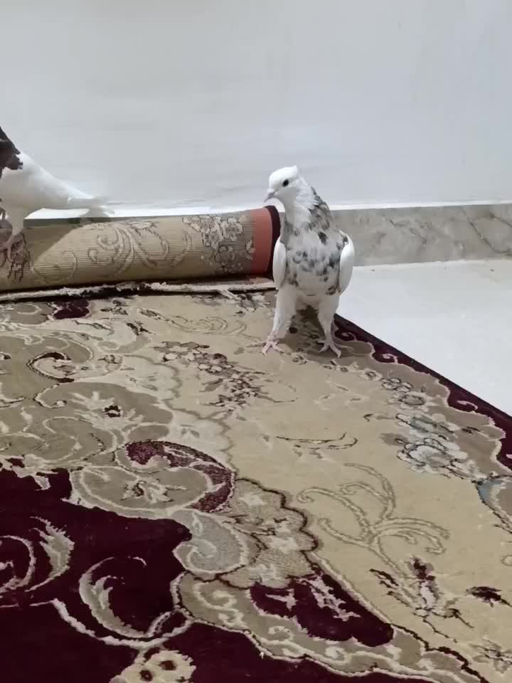 فروش طوقی ۲نر|پرنده|دهلران, |دیوار