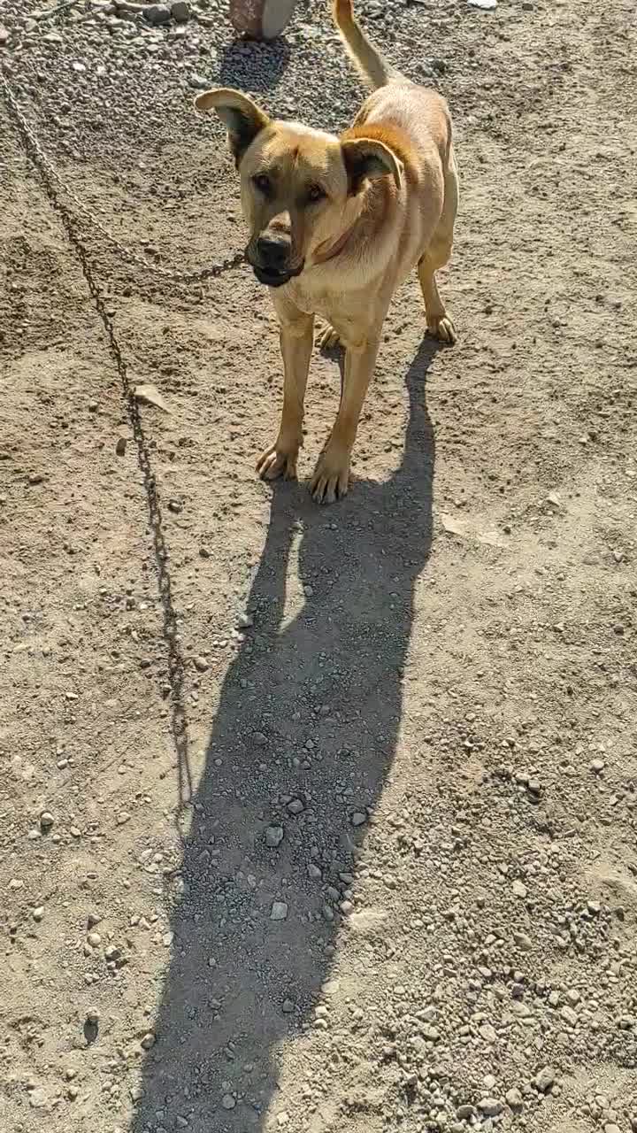 واگذاری سگ نژاد خاص|سگ|زنجان, |دیوار