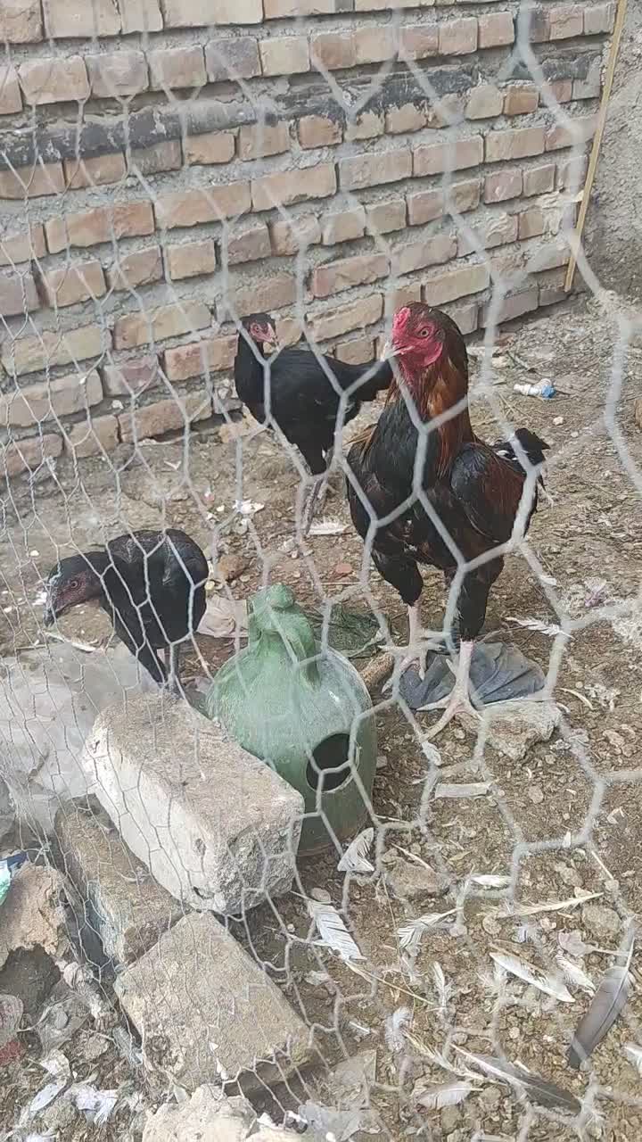 خروس|حیوانات مزرعه|ایرانشهر, |دیوار