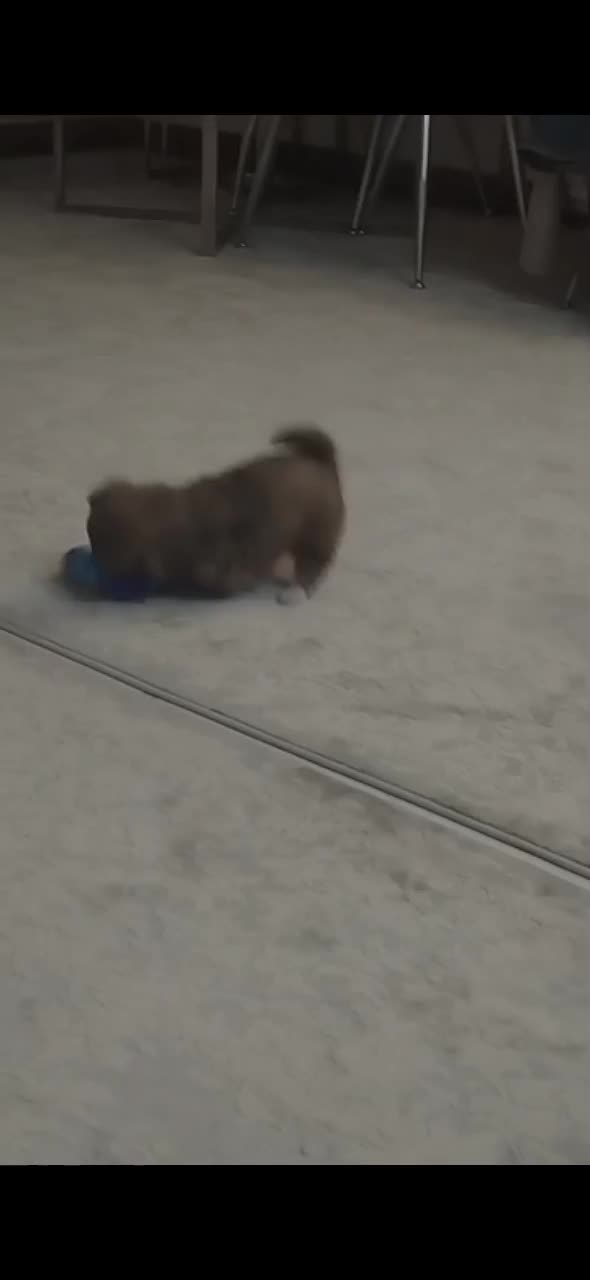 توله 3ماهه پامر اشپتیز کاملا باهوش شیطون|سگ|بهارستان, |دیوار