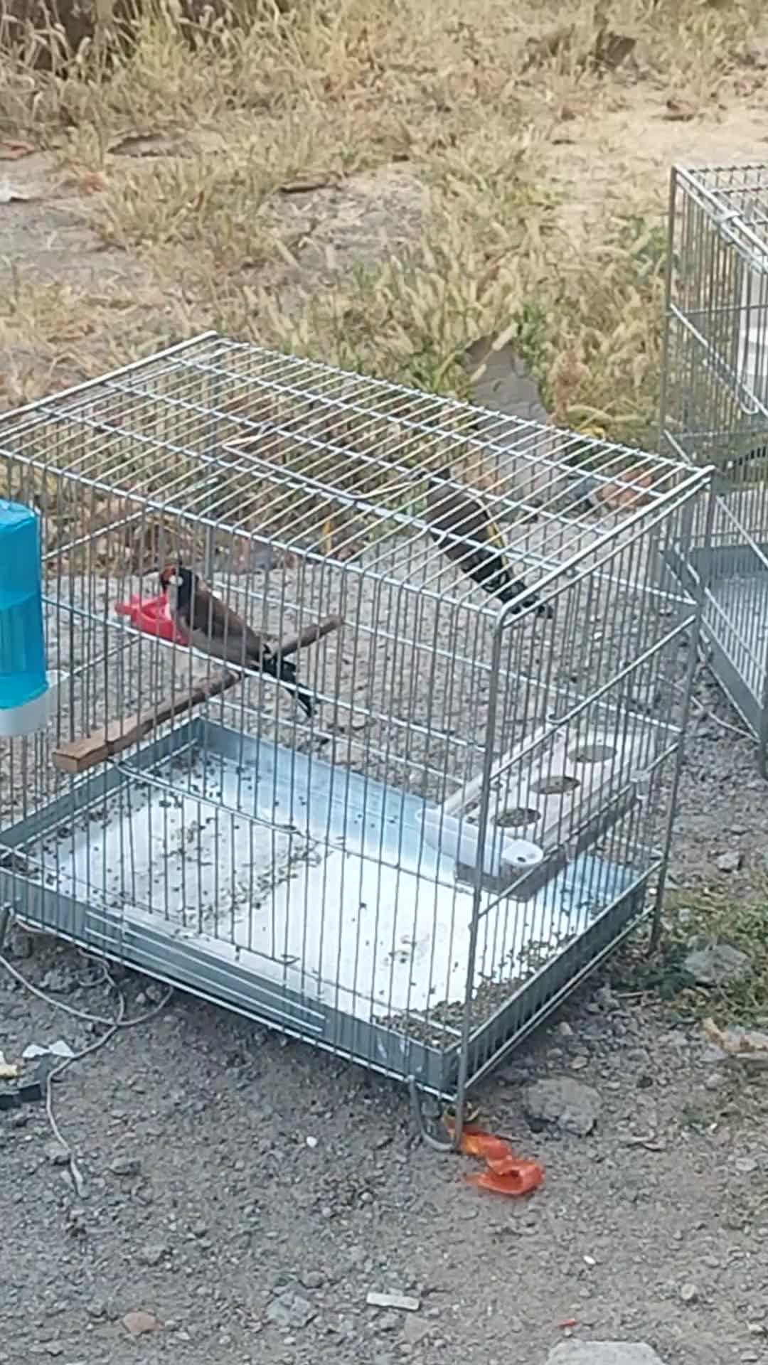 سهره جفتی|پرنده|تهران, جوادیه|دیوار