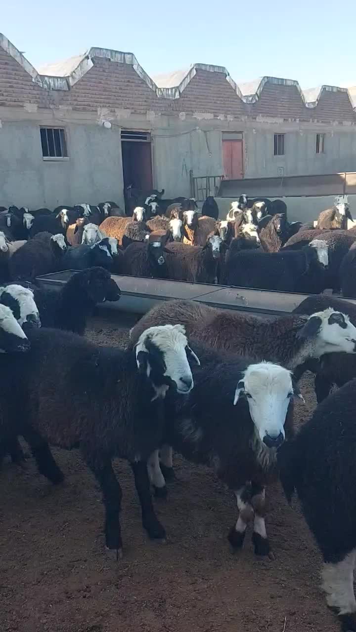 بره نر پای پروار داشتی|حیوانات مزرعه|محمدبار, |دیوار