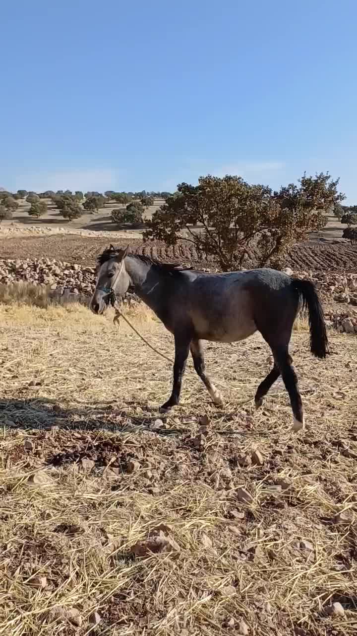 اسب مادیان|اسب و تجهیزات اسب‌سواری|سرپل ذهاب, |دیوار