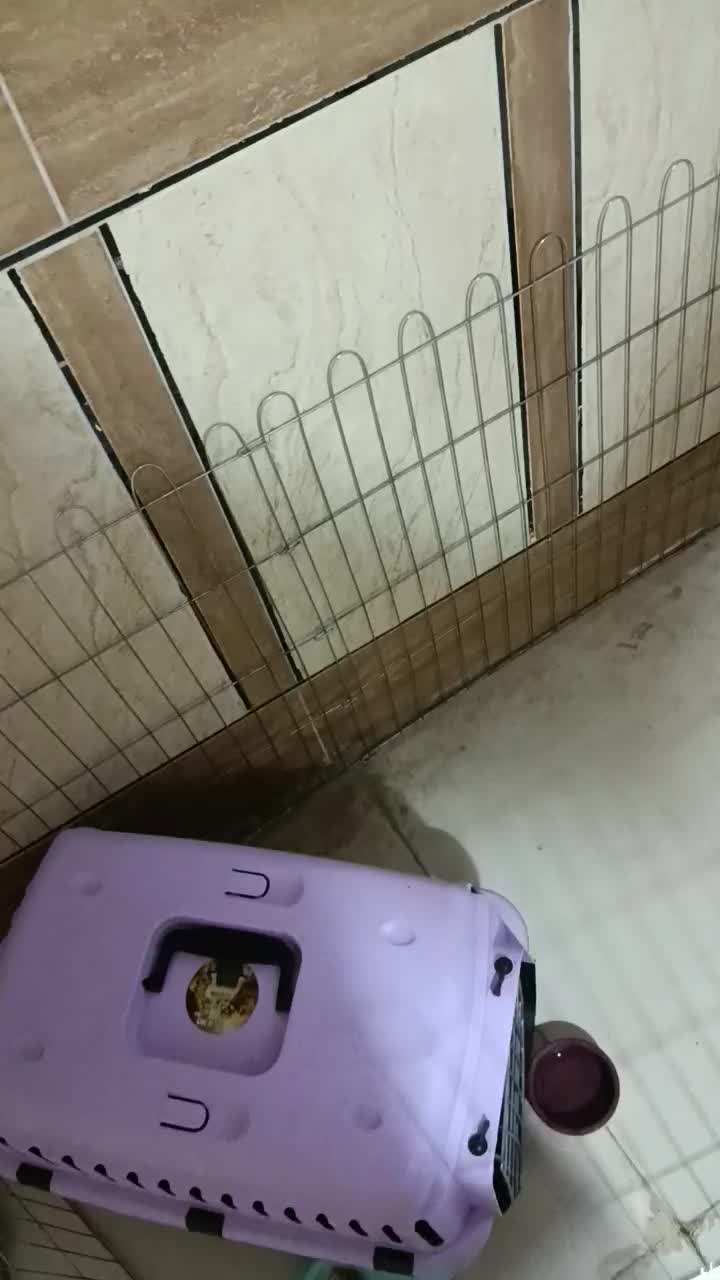 سگ اشپیز شیتزو سه ماهه|سگ|بندرعباس, |دیوار