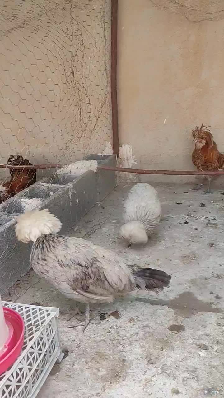 مرغ و خروس لهستانی|حیوانات مزرعه|فراشبند, |دیوار