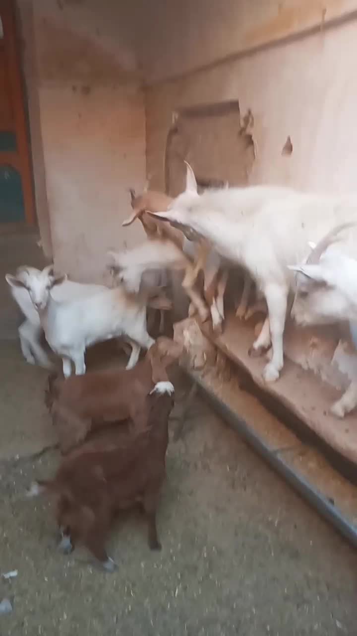 ۶عدد کولار سانن به فروش میرسن|حیوانات مزرعه|فردوس (خراسان), |دیوار