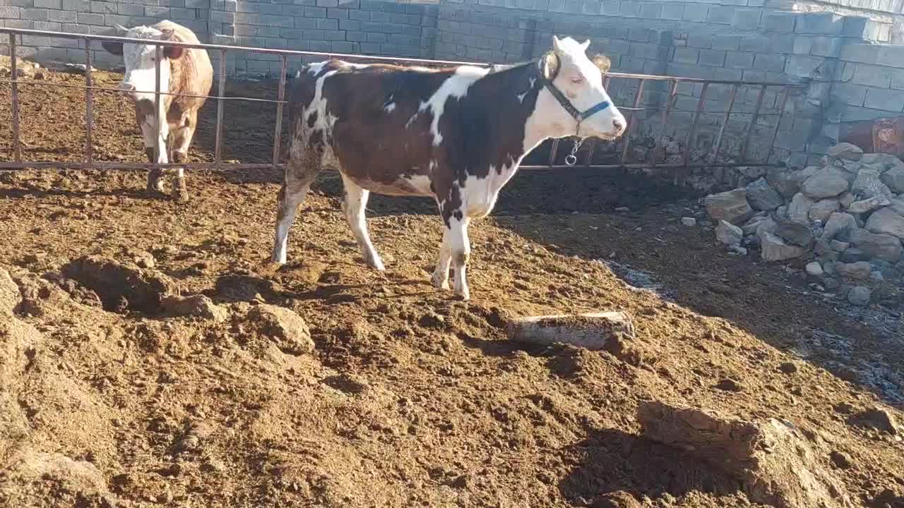 گوساله سیمینتال|حیوانات مزرعه|بیلوار, |دیوار