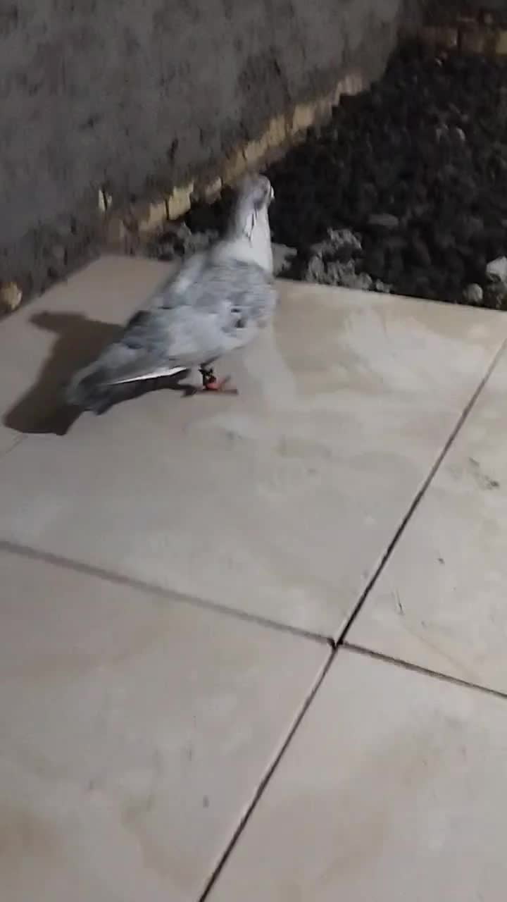 کبوتر|پرنده|باوی, |دیوار