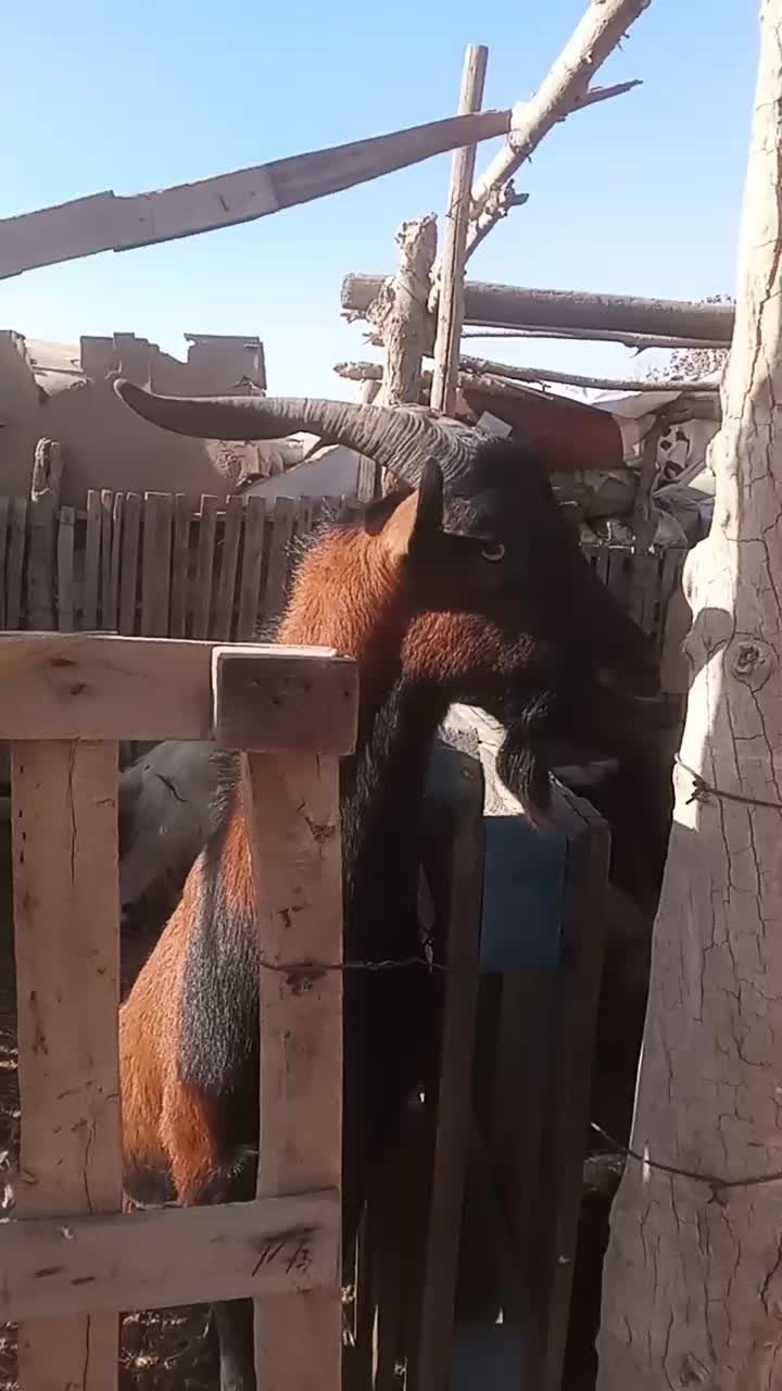 نربز آلپاین|حیوانات مزرعه|قدس, شهر‌قدس|دیوار