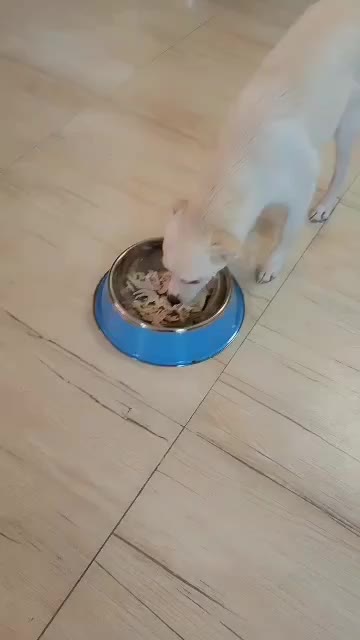 واگذاری توله رایگان حتما اطلاعات زیر مطالعه شود|سگ|تهران, ولنجک|دیوار