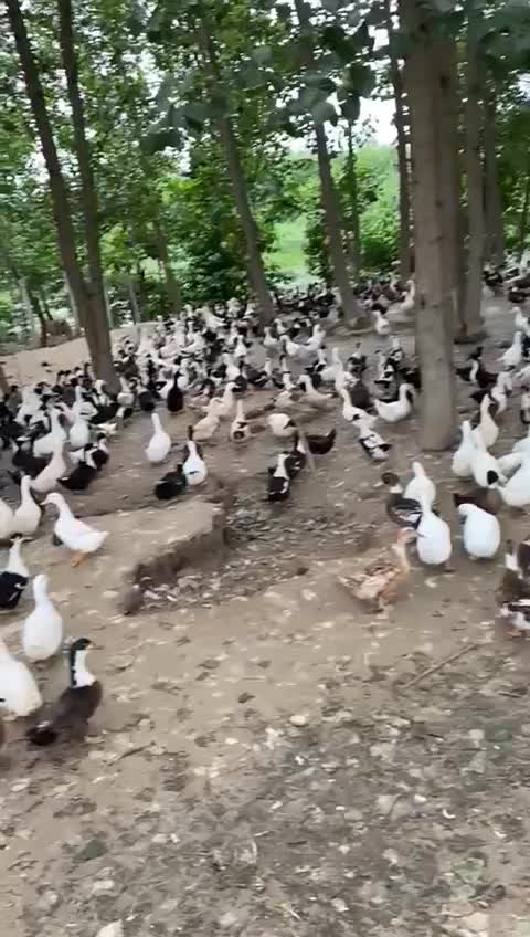 جوجه اردک از ۱ روزه تا ۶ ماهه بالغ|حیوانات مزرعه|آستانه اشرفیه, |دیوار